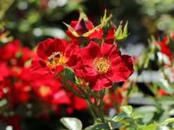 Bodendecker-Rose 'Bienenweide ® Rot' -Deutschland Garten Funk Verkaufs-Shop bodendecker rose bienenweide rot m094432 w 9