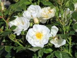 Bodendecker-Rose 'Bienenweide ® Weiß' -Deutschland Garten Funk Verkaufs-Shop bodendecker rose bienenweide weiss m094377 w 0