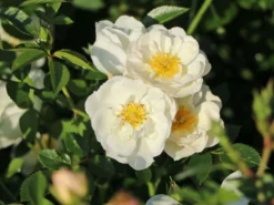 Bodendecker-Rose 'Bienenweide ® Weiß' -Deutschland Garten Funk Verkaufs-Shop bodendecker rose bienenweide weiss m094377 w 1