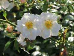 Bodendecker-Rose 'Bienenweide ® Weiß' -Deutschland Garten Funk Verkaufs-Shop bodendecker rose bienenweide weiss m094377 w 3