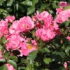 Bodendecker-Rose 'Blühwunder' ®
