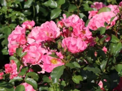 Bodendecker-Rose 'Blühwunder' ®