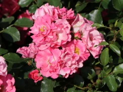 Bodendecker-Rose 'Blühwunder' ® 8 Bodendecker-Rose 'Blühwunder' ® -Deutschland Garten Funk Verkaufs-Shop bodendecker rose bluehwunder 08 m005818 w 0