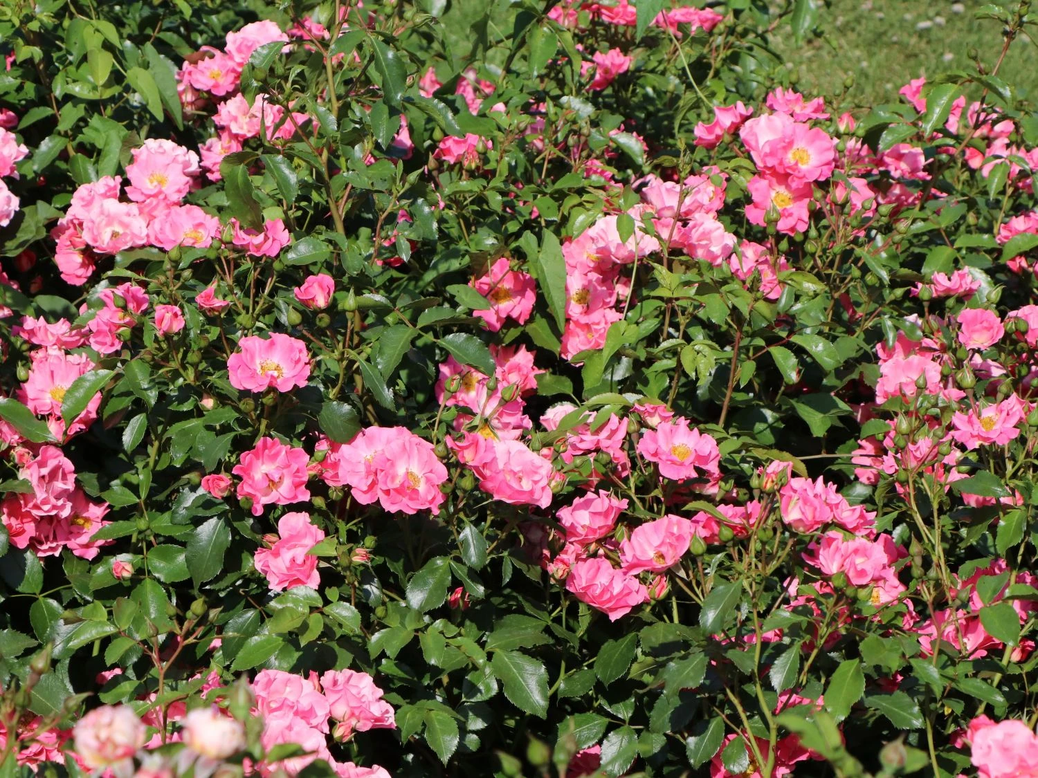 Bodendecker-Rose 'Blühwunder' ® 2 Bodendecker-Rose 'Blühwunder' ® – Bild 2