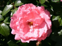 Bodendecker-Rose 'Blühwunder' ® 11 Bodendecker-Rose 'Blühwunder' ® -Deutschland Garten Funk Verkaufs-Shop bodendecker rose bluehwunder 08 m005818 w 2