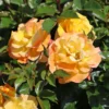 Bodendecker-Rose 'Bright Smiles' ®