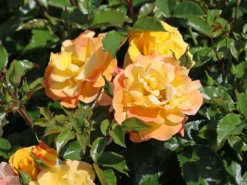 Bodendecker-Rose 'Bright Smiles' ®