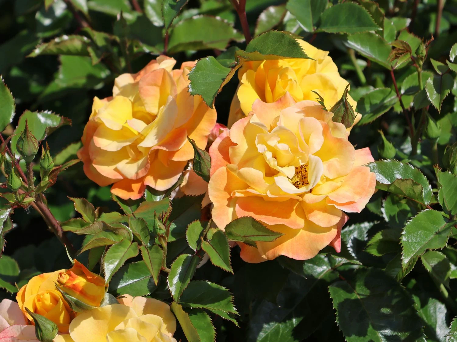 Bodendecker-Rose 'Bright Smiles' ® 1 Bodendecker-Rose 'Bright Smiles' ®