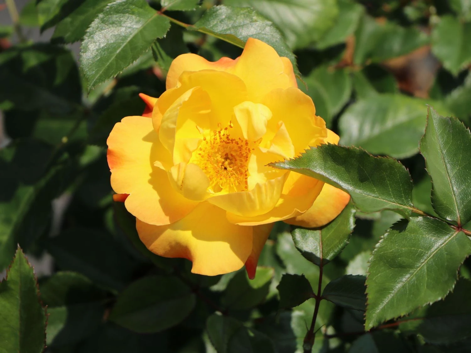 Bodendecker-Rose 'Bright Smiles' ® 2 Bodendecker-Rose 'Bright Smiles' ® – Bild 2