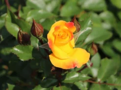 Bodendecker-Rose 'Bright Smiles' ® 18 Bodendecker-Rose 'Bright Smiles' ® -Deutschland Garten Funk Verkaufs-Shop bodendecker rose bright smiles m122004 w 2