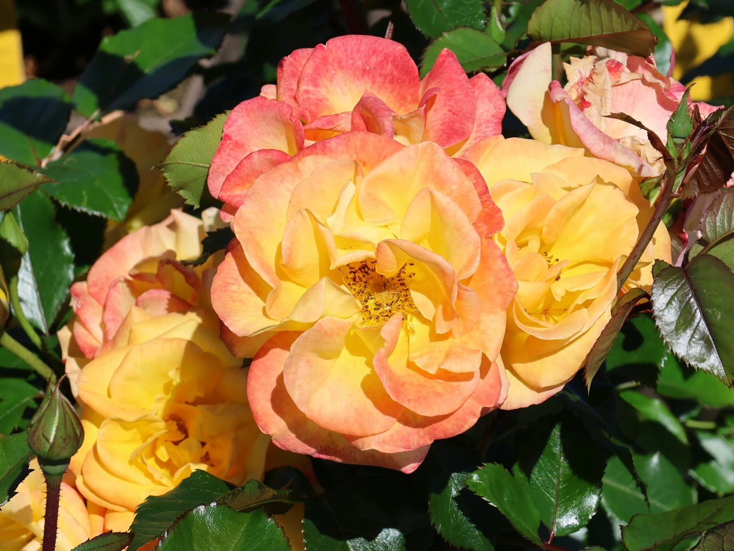 Bodendecker-Rose 'Bright Smiles' ® 6 Bodendecker-Rose 'Bright Smiles' ® – Bild 6