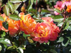 Bodendecker-Rose 'Bright Smiles' ® 17 Bodendecker-Rose 'Bright Smiles' ® -Deutschland Garten Funk Verkaufs-Shop bodendecker rose bright smiles m122004 w 4