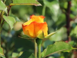 Bodendecker-Rose 'Bright Smiles' ® 14 Bodendecker-Rose 'Bright Smiles' ® -Deutschland Garten Funk Verkaufs-Shop bodendecker rose bright smiles m122004 w 5