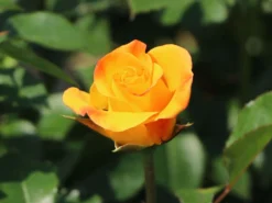 Bodendecker-Rose 'Bright Smiles' ® 19 Bodendecker-Rose 'Bright Smiles' ® -Deutschland Garten Funk Verkaufs-Shop bodendecker rose bright smiles m122004 w 6