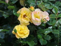 Bodendecker-Rose 'Bright Smiles' ® 16 Bodendecker-Rose 'Bright Smiles' ® -Deutschland Garten Funk Verkaufs-Shop bodendecker rose bright smiles m122004 w 7