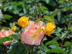 Bodendecker-Rose 'Bright Smiles' ® 12 Bodendecker-Rose 'Bright Smiles' ® -Deutschland Garten Funk Verkaufs-Shop bodendecker rose bright smiles m122004 w 8