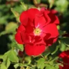 Bodendecker-Rose 'Centro-Rose'