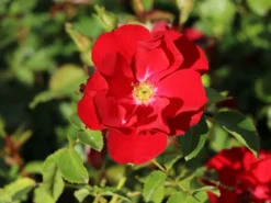 Bodendecker-Rose 'Centro-Rose'