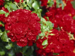 Bodendecker-Rose 'Centro-Rose' 5 Bodendecker-Rose 'Centro-Rose' -Deutschland Garten Funk Verkaufs-Shop bodendecker rose centro rose m005546 w 0