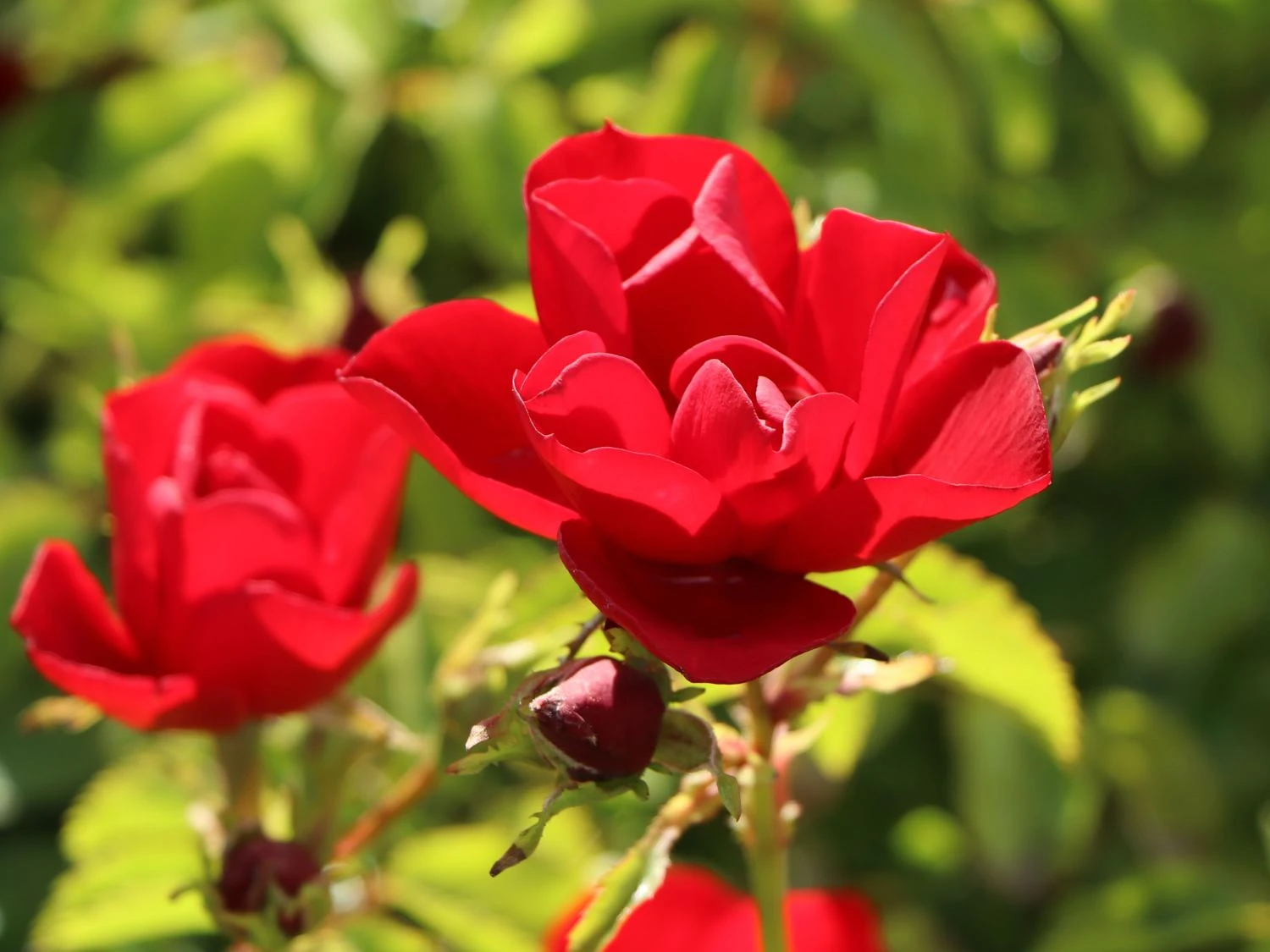 Bodendecker-Rose 'Centro-Rose' 2 Bodendecker-Rose 'Centro-Rose' – Bild 2