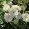 Bodendecker-Rose 'Crystal Fairy'