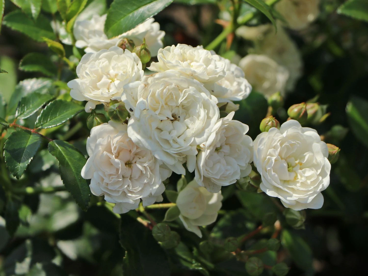 Bodendecker-Rose 'Crystal Fairy' 1 Bodendecker-Rose 'Crystal Fairy'