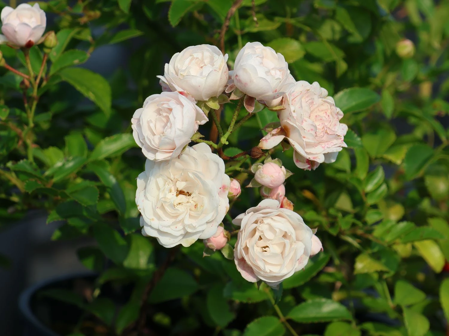 Bodendecker-Rose 'Crystal Fairy' 4 Bodendecker-Rose 'Crystal Fairy' – Bild 4