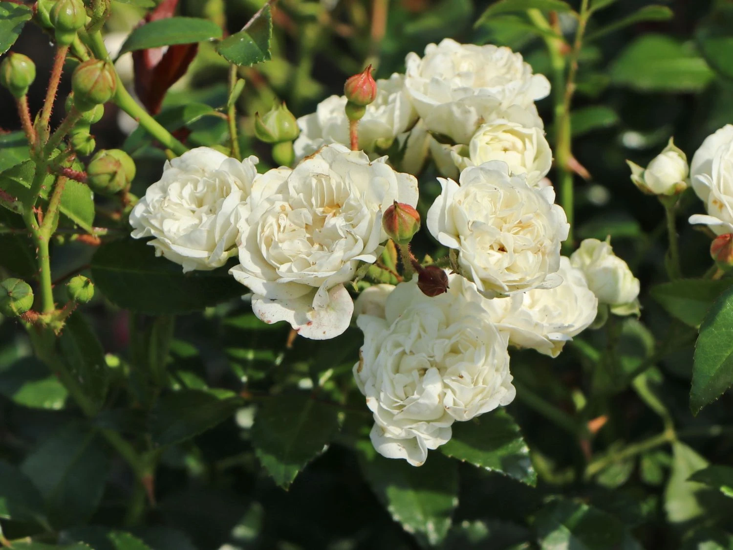 Bodendecker-Rose 'Crystal Fairy' 2 Bodendecker-Rose 'Crystal Fairy' – Bild 2