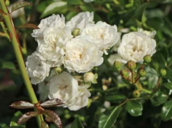 Bodendecker-Rose 'Crystal Fairy' 9 Bodendecker-Rose 'Crystal Fairy' -Deutschland Garten Funk Verkaufs-Shop bodendecker rose crystal fairy m122005 w 2