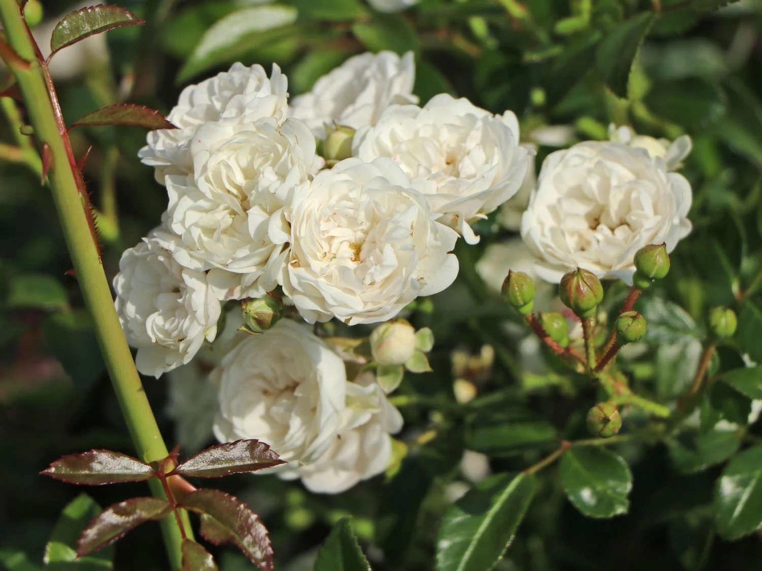 Bodendecker-Rose 'Crystal Fairy' 3 Bodendecker-Rose 'Crystal Fairy' – Bild 3