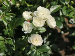 Bodendecker-Rose 'Crystal Fairy' 12 Bodendecker-Rose 'Crystal Fairy' -Deutschland Garten Funk Verkaufs-Shop bodendecker rose crystal fairy m122005 w 3