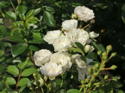 Bodendecker-Rose 'Crystal Fairy' 13 Bodendecker-Rose 'Crystal Fairy' -Deutschland Garten Funk Verkaufs-Shop bodendecker rose crystal fairy m122005 w 4