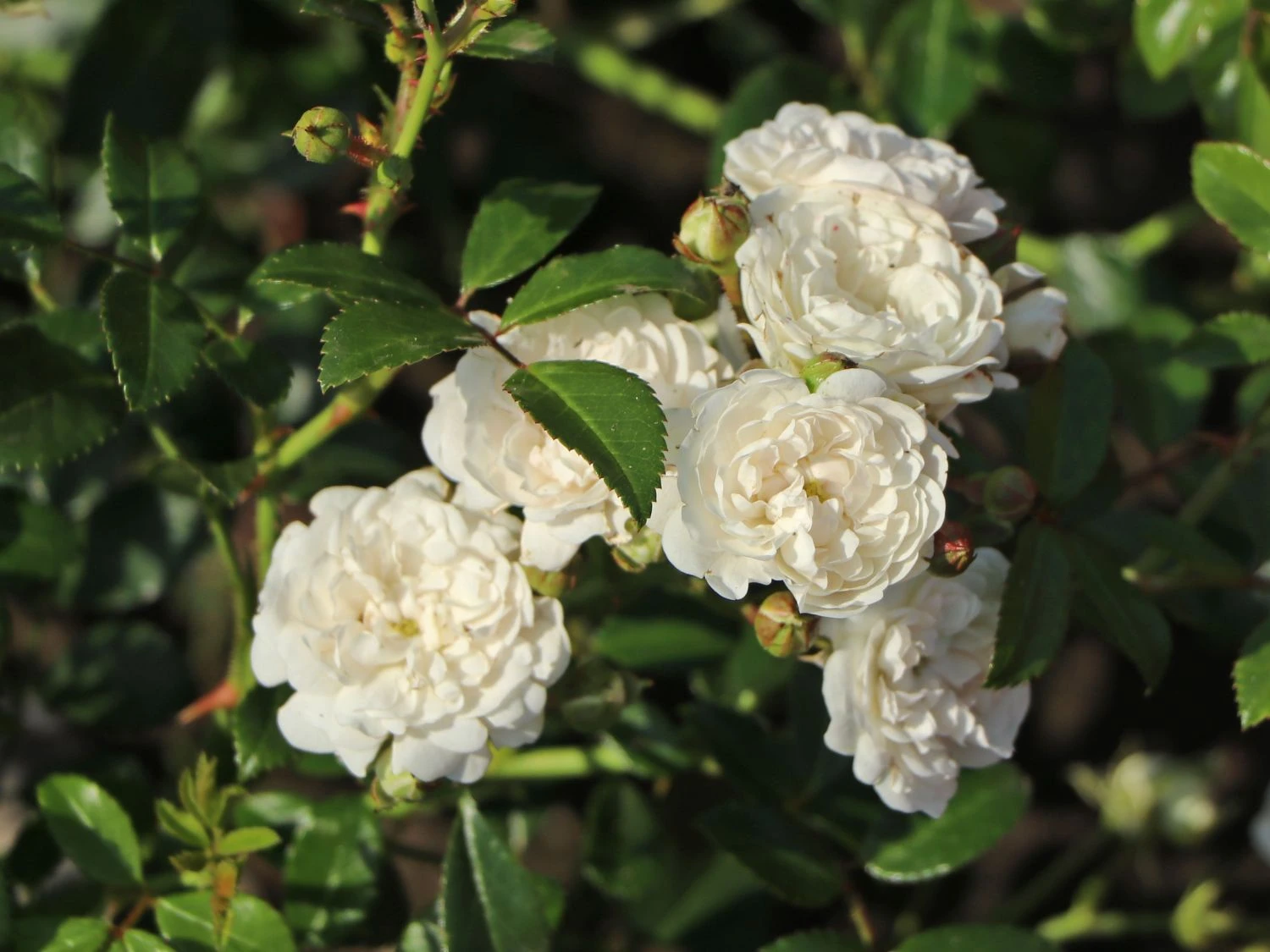 Bodendecker-Rose 'Crystal Fairy' 5 Bodendecker-Rose 'Crystal Fairy' – Bild 5