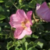 Bodendecker-Rose 'Dagmar Hastrup'