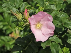 Bodendecker-Rose 'Dagmar Hastrup' 24 Bodendecker-Rose 'Dagmar Hastrup' -Deutschland Garten Funk Verkaufs-Shop bodendecker rose dagmar hastrup m002944 w 0