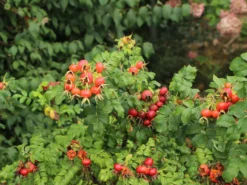 Bodendecker-Rose 'Dagmar Hastrup' 17 Bodendecker-Rose 'Dagmar Hastrup' -Deutschland Garten Funk Verkaufs-Shop bodendecker rose dagmar hastrup m002944 w 1