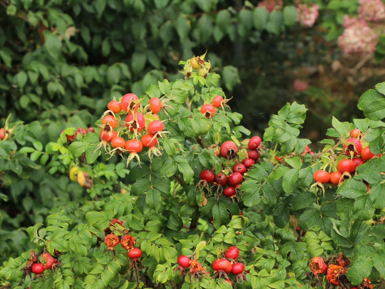 Bodendecker-Rose 'Dagmar Hastrup' 5 Bodendecker-Rose 'Dagmar Hastrup' – Bild 5