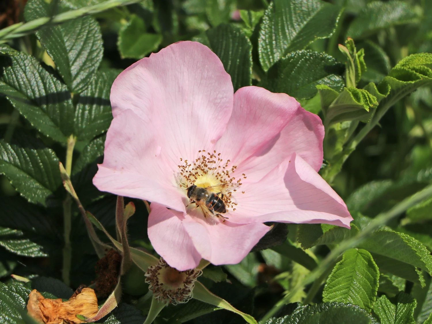 Bodendecker-Rose 'Dagmar Hastrup' 3 Bodendecker-Rose 'Dagmar Hastrup' – Bild 3