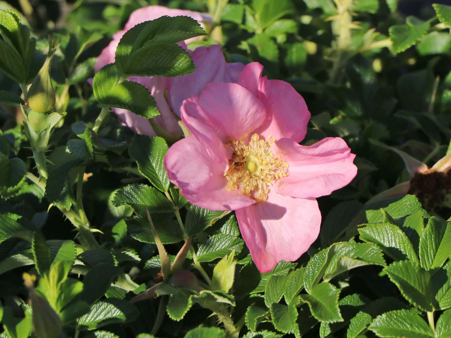 Bodendecker-Rose 'Dagmar Hastrup' 10 Bodendecker-Rose 'Dagmar Hastrup' – Bild 10