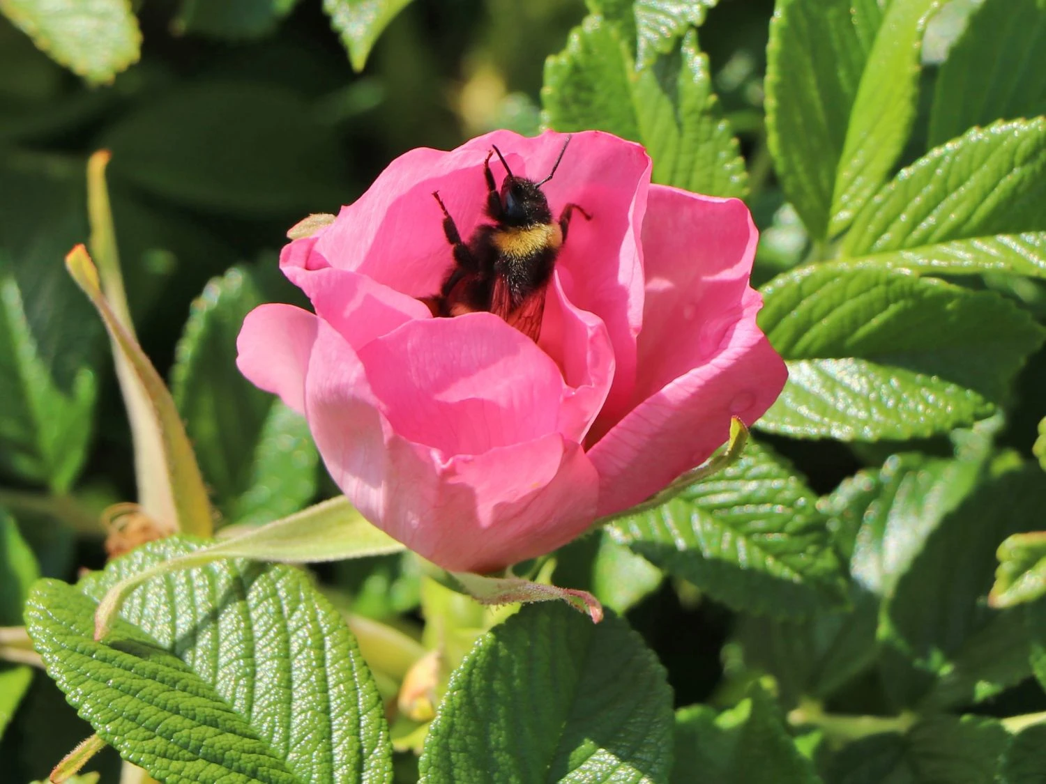 Bodendecker-Rose 'Dagmar Hastrup' 9 Bodendecker-Rose 'Dagmar Hastrup' – Bild 9