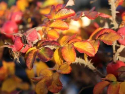 Bodendecker-Rose 'Dagmar Hastrup' 18 Bodendecker-Rose 'Dagmar Hastrup' -Deutschland Garten Funk Verkaufs-Shop bodendecker rose dagmar hastrup m002944 w 3