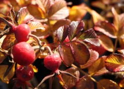 Bodendecker-Rose 'Dagmar Hastrup' 23 Bodendecker-Rose 'Dagmar Hastrup' -Deutschland Garten Funk Verkaufs-Shop bodendecker rose dagmar hastrup m002944 w 4