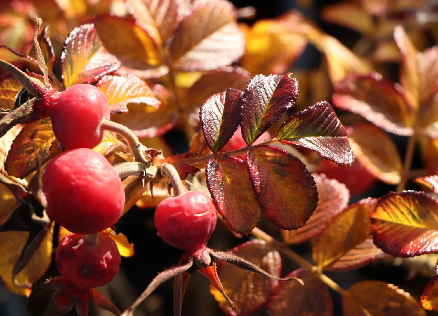 Bodendecker-Rose 'Dagmar Hastrup' 11 Bodendecker-Rose 'Dagmar Hastrup' – Bild 11