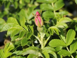 Bodendecker-Rose 'Dagmar Hastrup' 25 Bodendecker-Rose 'Dagmar Hastrup' -Deutschland Garten Funk Verkaufs-Shop bodendecker rose dagmar hastrup m002944 w 5