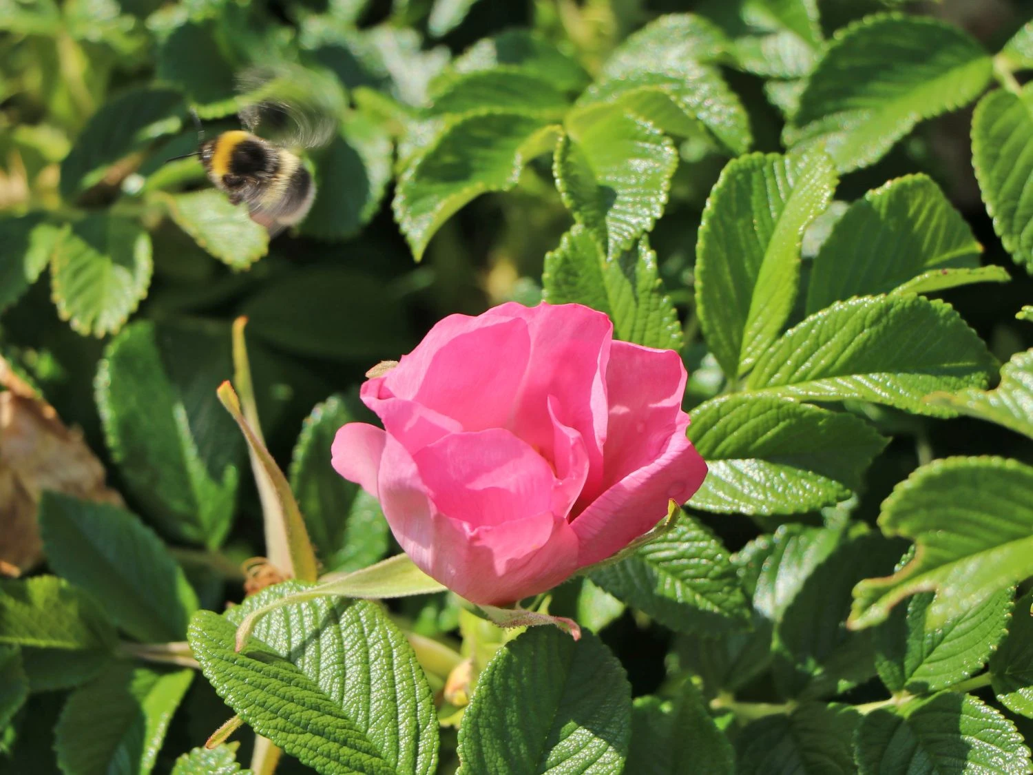 Bodendecker-Rose 'Dagmar Hastrup' 2 Bodendecker-Rose 'Dagmar Hastrup' – Bild 2