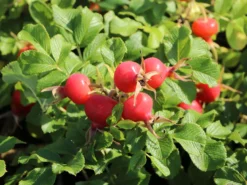 Bodendecker-Rose 'Dagmar Hastrup' 16 Bodendecker-Rose 'Dagmar Hastrup' -Deutschland Garten Funk Verkaufs-Shop bodendecker rose dagmar hastrup m002944 w 7