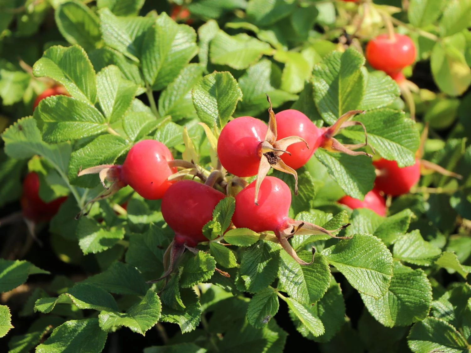 Bodendecker-Rose 'Dagmar Hastrup' 4 Bodendecker-Rose 'Dagmar Hastrup' – Bild 4