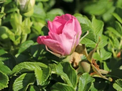 Bodendecker-Rose 'Dagmar Hastrup' 19 Bodendecker-Rose 'Dagmar Hastrup' -Deutschland Garten Funk Verkaufs-Shop bodendecker rose dagmar hastrup m002944 w 8