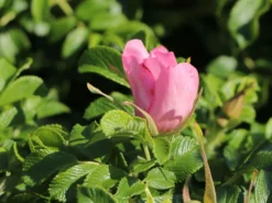 Bodendecker-Rose 'Dagmar Hastrup' 20 Bodendecker-Rose 'Dagmar Hastrup' -Deutschland Garten Funk Verkaufs-Shop bodendecker rose dagmar hastrup m002944 w 9