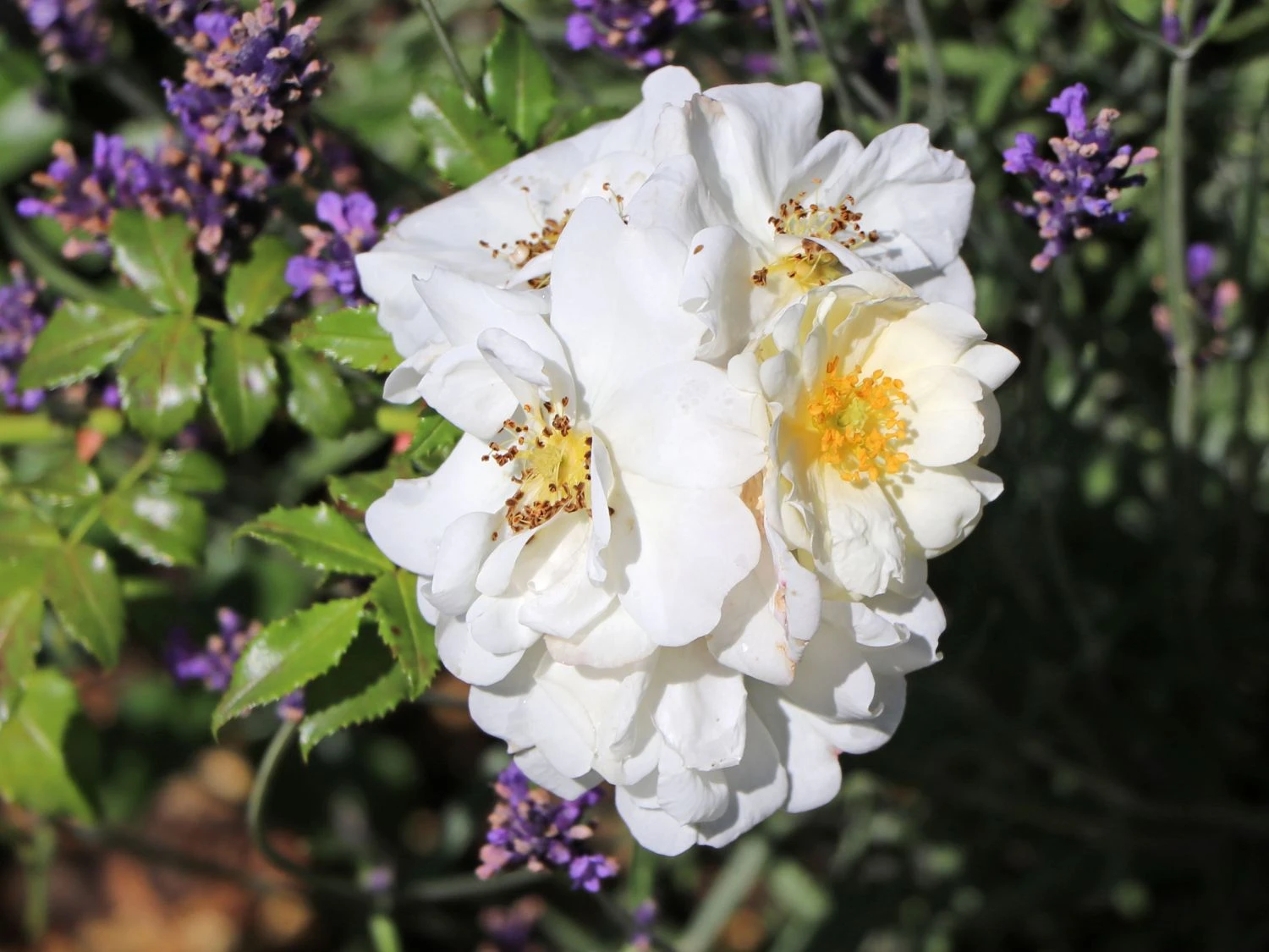 Bodendecker-Rose 'Diamant' ® 8 Bodendecker-Rose 'Diamant' ® – Bild 8